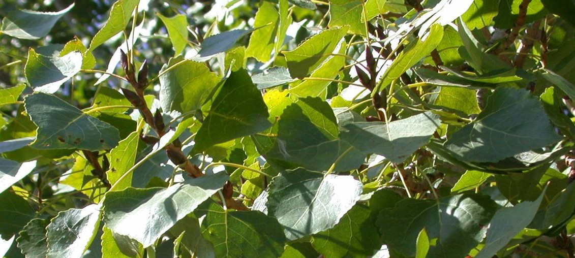 Common Native Trees